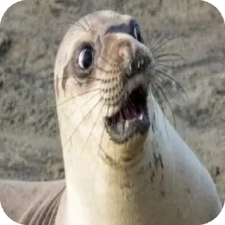 😱 emoji тюлєнчікіііі іриии :: @sealnyashka Telegram sticker 19 of 55
