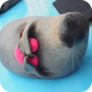 🩷 emoji тюлєнчікіііі іриии :: @sealnyashka Telegram sticker 11 of 55