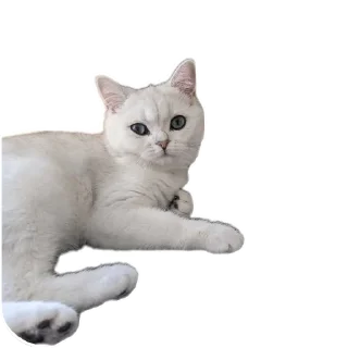 🌟 emoji Синя Telegram sticker 7 of 66