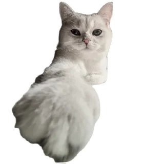 🌟 emoji Синя Telegram sticker 5 of 66