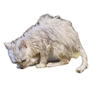 🌟 emoji Синя Telegram sticker 9 of 66