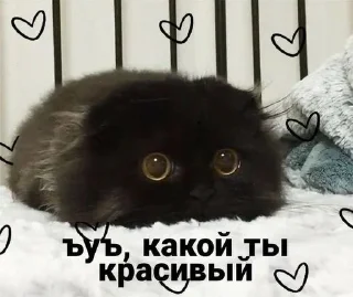 🌟 emoji Котики Telegram sticker 22 of 58