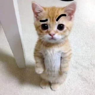 😕 emoji Pussicat Telegram sticker 5 of 120
