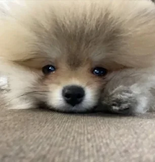 🌟 emoji бенни супримаси Telegram sticker 16 of 37