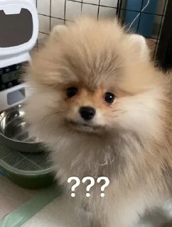 🌟 emoji бенни супримаси Telegram sticker 19 of 37