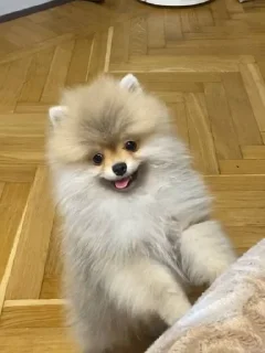 🌟 emoji бенни супримаси Telegram sticker 7 of 37