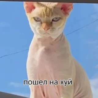 🖕 emoji Солина Канон Telegram sticker 10 of 120