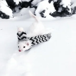 💌 emoji winter ferret dam: @damchikk Telegram sticker 7 of 45