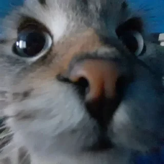 ❤️ emoji Сэмик кот 🥰 Telegram sticker 16 of 29