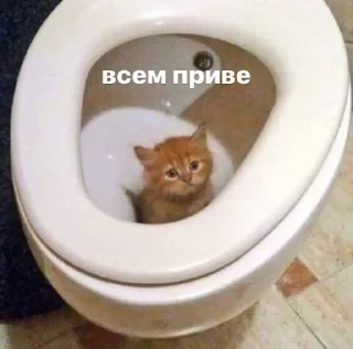 👋 emoji мяу влада Telegram sticker 17 of 63