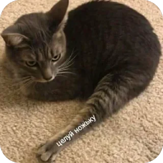 🫥 emoji Котики на все случаи Telegram sticker 22 of 120
