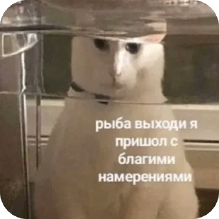 🫥 emoji Котики на все случаи Telegram sticker 10 of 120
