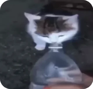 Sticker from cat with mask