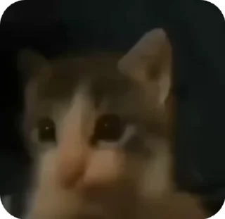 Sticker from cat with mask