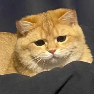 😢 emoji Солнышко Ра @SolnyshkoYes Telegram sticker 7 of 51