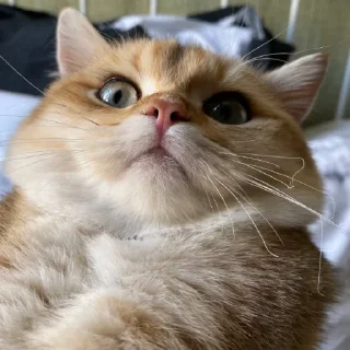 🙀 emoji Солнышко Ра @SolnyshkoYes Telegram sticker 5 of 51