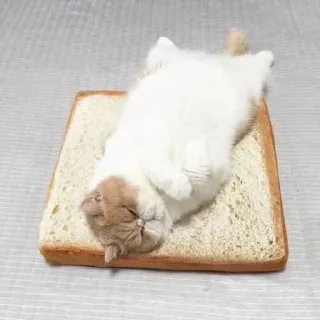 🥪 emoji Kittens Telegram sticker 12 of 60
