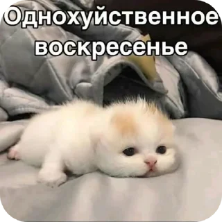 🐱 emoji kittens Telegram sticker 16 of 37