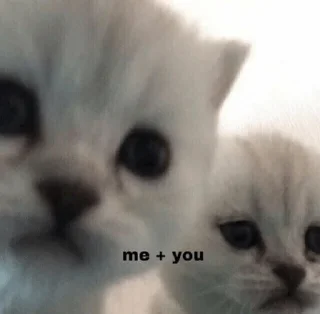 👯‍♀️ emoji kittens Telegram sticker 18 of 45