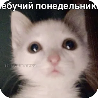 🐱 emoji kittens Telegram sticker 10 of 37