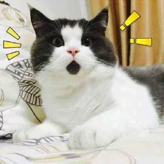 😳 emoji Kittens Telegram sticker 19 of 60