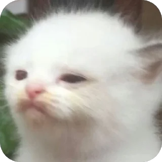 🫥 emoji Kittens??? Telegram sticker 5 of 78