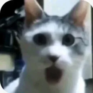 😱 emoji Kotiku Telegram sticker 1 of 23