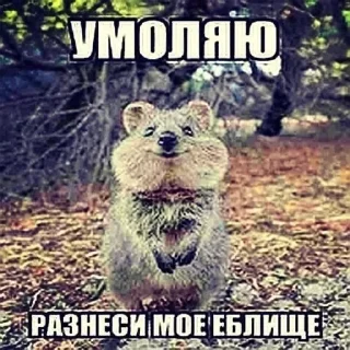 🙏 emoji ягондон::: Telegram sticker 10 of 15