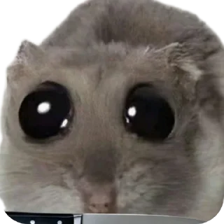 🐱 emoji Хомячки Telegram sticker 13 of 37