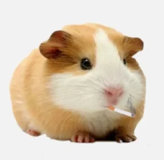 🐹 emoji ХоМяЧиЙ дВиЖ @soundsfromthevagina Telegram sticker 8 of 45