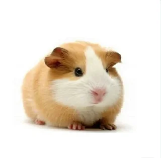 🐹 emoji ХоМяЧиЙ дВиЖ @soundsfromthevagina Telegram sticker 15 of 45