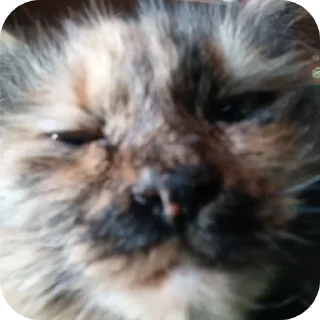 😐 emoji Неон в реал лайф (@NEOENyoutube) Telegram sticker 11 of 37