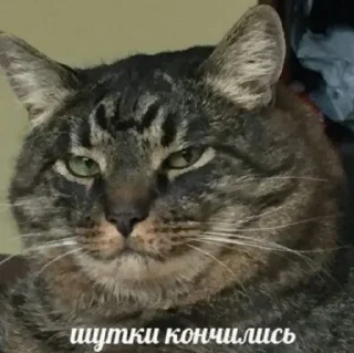 😑 emoji Котеки @Xsmsxs Telegram sticker 23 of 37
