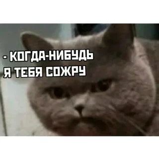 😇 emoji Котеки @Xsmsxs Telegram sticker 6 of 37