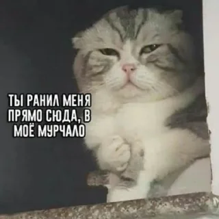😇 emoji Котеки @Xsmsxs Telegram sticker 5 of 37