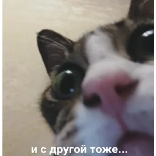 🚫 emoji Котеки @Xsmsxs Telegram sticker 9 of 37