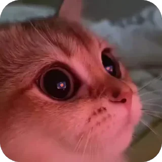 ❤ emoji Котятки Telegram sticker 17 of 116