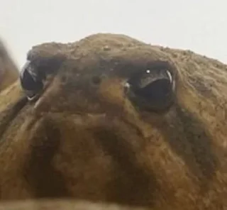 ☹️ emoji Жабики 🐸 Telegram sticker 10 of 25
