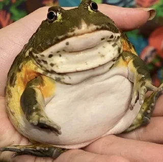 😐 emoji Жабики 🐸 Telegram sticker 15 of 25