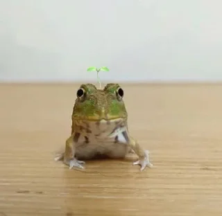 🐸 emoji Жабики 🐸 Telegram sticker 20 of 25