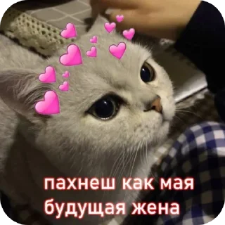 ❤ emoji 💞animal dialogue💞 Telegram sticker 14 of 118