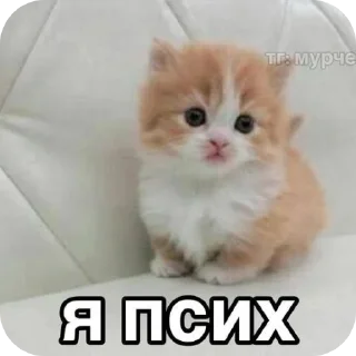 🤪 emoji 💞animal dialogue💞 Telegram sticker 23 of 118