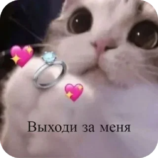 💍 emoji 💞animal dialogue💞 Telegram sticker 17 of 118