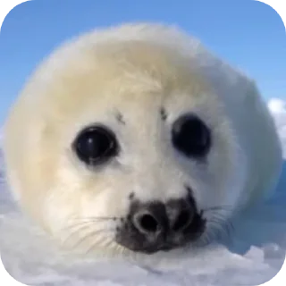 🥰 emoji локальные мемы чайки4³ Telegram sticker 11 of 97