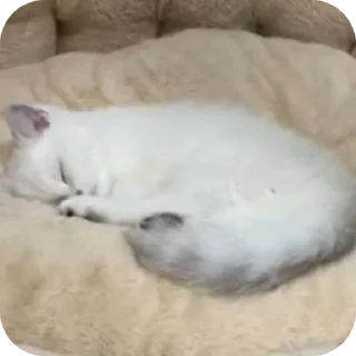 🐱 emoji Рыся #Uley Telegram sticker 15 of 16