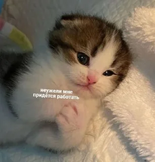 🌟 emoji (‾◡◝) удаленка Telegram sticker 18 of 93