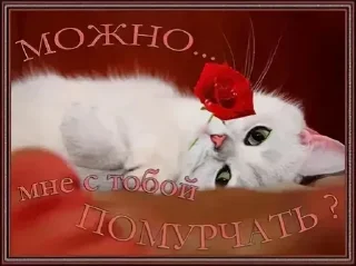 🌟 emoji милые открытки с кисами Telegram sticker 17 of 54