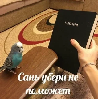 Sticker from Попуги