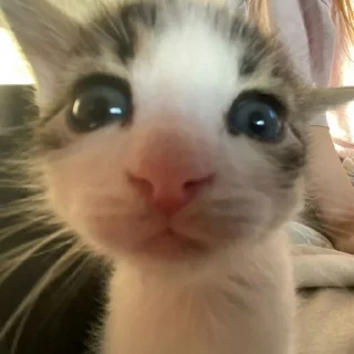 👄 emoji миром правят котики!!!! Telegram sticker 20 of 27