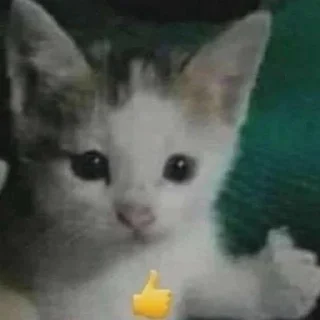 👄 emoji миром правят котики!!!! Telegram sticker 16 of 27